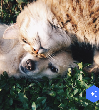 An Image widget showing a photo of a cat and dog